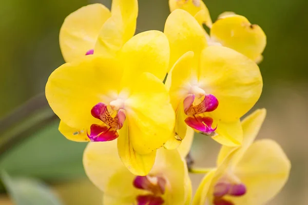 Primo Piano Del Phalaenopsis Del Orchid Bouquet Orchidee Fiori — Foto Stock