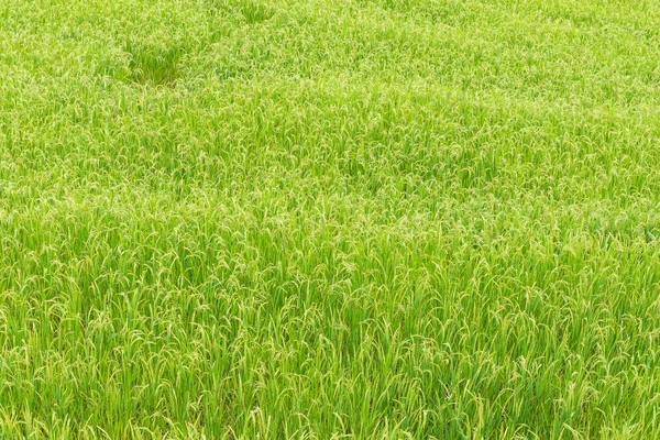 Zblízka Rýžového Pole Neloupané Zelené — Stock fotografie