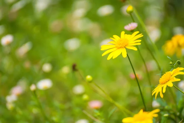 Nahaufnahme Einer Gelben Gänseblümchenblümchenblume Selektiver Fokus Nicht Auf Das Hauptthema — Stockfoto