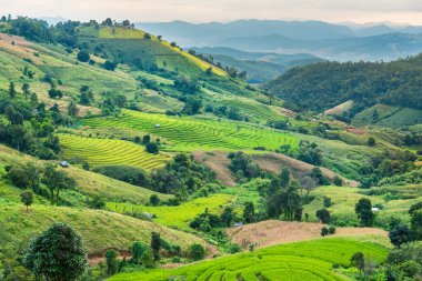 Pa Bong Piang Panorama Hava Manzarası pirinç tarlaları, Mae Chaem, Chiang Mai Tayland.