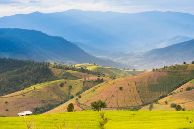 Pa Bong Piang Panorama Hava Manzarası pirinç tarlaları, Mae Chaem, Chiang Mai Tayland.