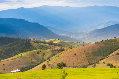 Pa Bong Piang Panorama Hava Manzarası pirinç tarlaları, Mae Chaem, Chiang Mai Tayland.