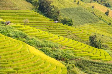 Pa Bong Piang Panorama Hava Manzarası pirinç tarlaları, Mae Chaem, Chiang Mai Tayland.