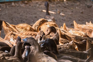 Tayland 'ın yerel hayvan tarımından kafesteki kahverengi ördek yumurta hasadı için.