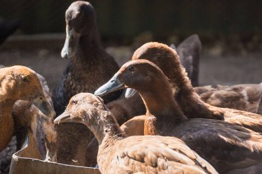 Tayland 'ın yerel hayvan tarımından kafesteki kahverengi ördek yumurta hasadı için.