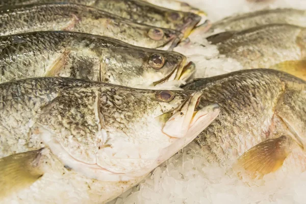 Raw Fish Ice Market — Stock Photo, Image