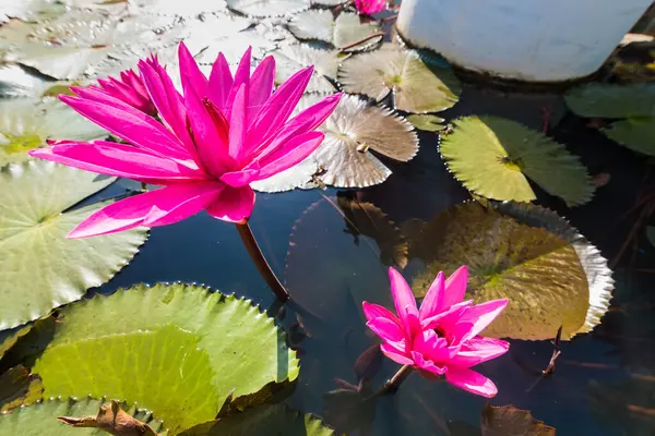 Цветок Лотоса Цветущий Розовый Белый Зеленом Фоне Листьев Вода Лили — стоковое фото