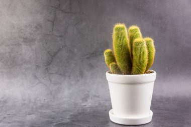 Gri çimento çatlamış duvarlı beyaz selamik kaplarda kaktüs.