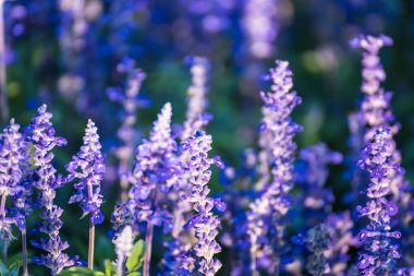 Sahadaki Mor Çiçek Bitkilerinin Yakın Çekimi