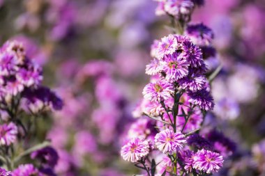 Sahadaki Mor Çiçek Bitkilerinin Yakın Çekimi