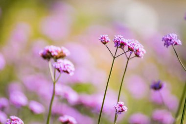 Sahadaki Mor Çiçek Bitkilerinin Yakın Çekimi