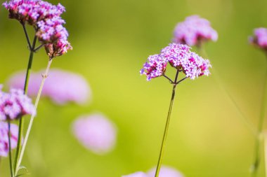 Sahadaki Mor Çiçek Bitkilerinin Yakın Çekimi