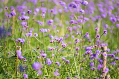 Sahadaki Mor Çiçek Bitkilerinin Yakın Çekimi