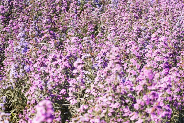 Zbliżenie Purpurowych Roślin Kwitnących Polu — Zdjęcie stockowe