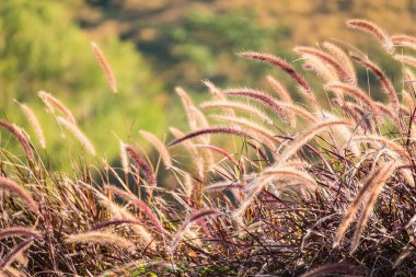 Rüzgarda bitki otları. Gün batımında çimen çiçeği arkaplanı.