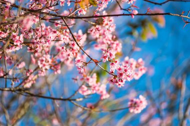 Güzel kiraz çiçekleri pembe sakura kiraz ağacı çiçekleri mavi gökyüzü arka planında
