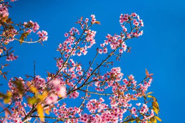 Güzel kiraz çiçekleri pembe sakura kiraz ağacı çiçekleri mavi gökyüzü arka planında