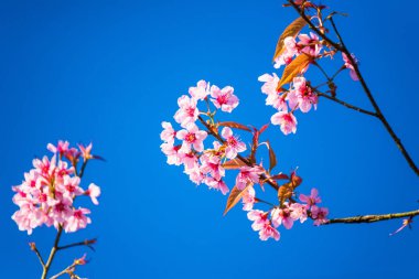 Güzel kiraz çiçekleri pembe sakura kiraz ağacı çiçekleri mavi gökyüzü arka planında