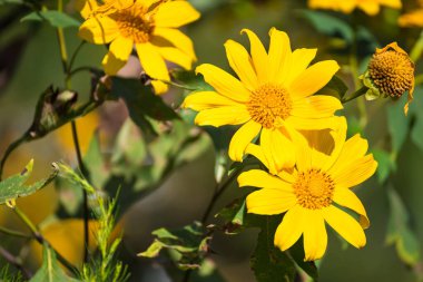 Çiçek arkaplan sarı çiçekten yapılmış. Çiçekler çok güzel. Bahar ve yaz konsepti. Bahçıvanlık,