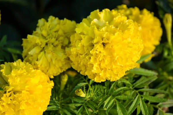 Yellow Marigolds Flower Garden Morning Sunrise — Foto de Stock