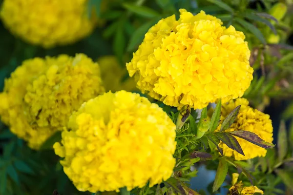 Yellow Marigolds Flower Garden Morning Sunrise — Foto de Stock