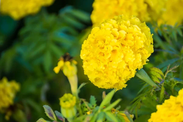 Yellow Marigolds Flower Garden Morning Sunrise — Foto de Stock