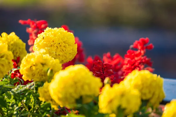 Yellow Marigolds Flower Garden Morning Sunrise — Foto de Stock