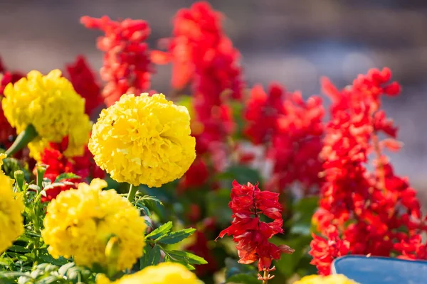 Gelbe Ringelblumen Blühen Garten Bei Sonnenaufgang — Stockfoto