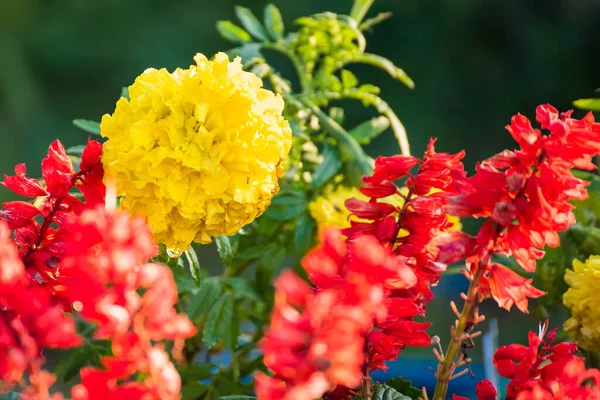 Gelbe Ringelblumen Blühen Garten Bei Sonnenaufgang — Stockfoto