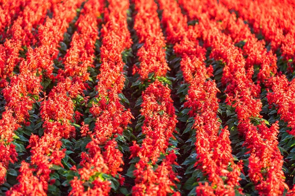 Rote Salvia Blume Wächst Garten Bei Sonnenaufgang — Stockfoto