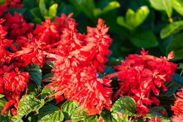 Rote Salvia Blume Wächst Garten Bei Sonnenaufgang — Stockfoto