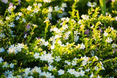 Yeşil arka planda bir güzel çiçek, seçici bir odak.
