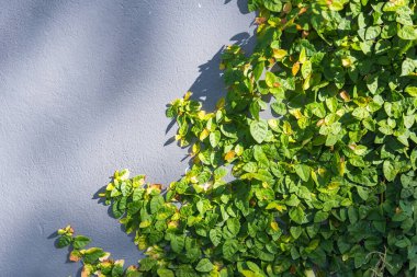 Açık gri beton duvar dokusu arka planında çatı katı tarzı sarmaşık bitkisi