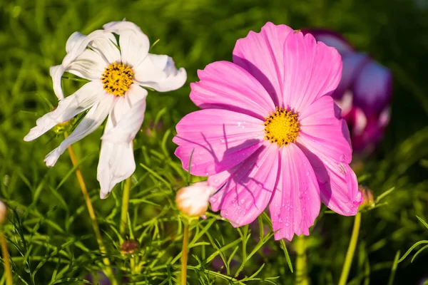Beautiful Cosmos Winter Flower.Sweet pink cosmos flower on green nature background,selective focus.