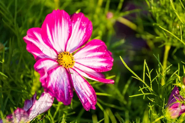 Beautiful Cosmos Winter Flower Sweet Pink Cosmos Flower Green Nature — Stock Photo, Image