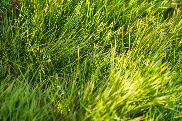 Flores Grama Campo Iluminadas Pelos Raios Sol — Fotografia de Stock