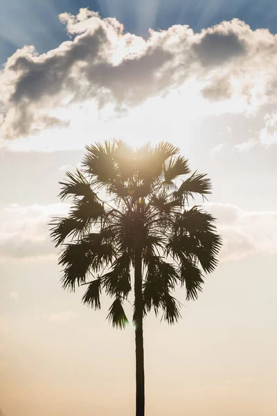Kızgın Bir Yaz Gününde Güneş Hurma Ağaçları — Stok fotoğraf