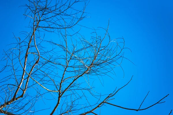 Ramas Árboles Sobre Fondo Azul Cielo — Foto de Stock