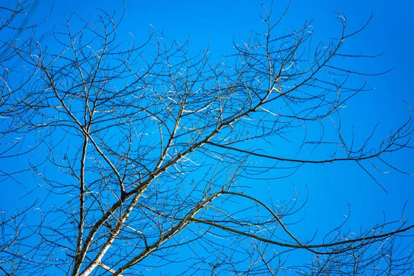 Tree Branches Blue Sky Background — Stock Photo, Image