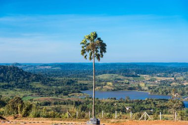 Mavi gökyüzü arka planına sahip bir tarlada palmiye ağacı