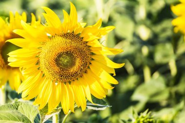 Ayçiçeğinin arka planında çiçek açan güzel ayçiçekleri. Ayçiçeklerinin bol miktarda sağlık faydaları vardır. Ayçiçeği yağı deri sağlığını iyileştirir ve hücre yenilenmesini teşvik eder.
