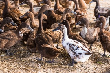 Tayland 'ın yerel hayvan tarımından kafesteki kahverengi ördek yumurta hasadı için.