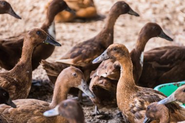 Tayland 'ın yerel hayvan tarımından kafesteki kahverengi ördek yumurta hasadı için.