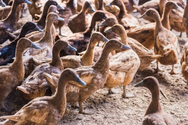 Tayland 'ın yerel hayvan tarımından kafesteki kahverengi ördek yumurta hasadı için.