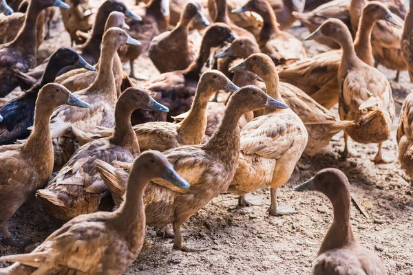 Tayland 'ın yerel hayvan tarımından kafesteki kahverengi ördek yumurta hasadı için.