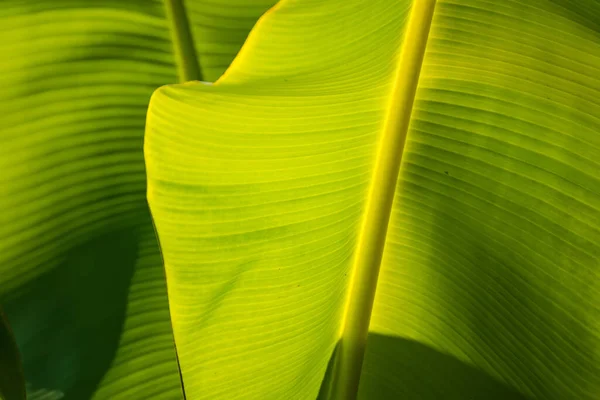 Feuille Banane Fond Vert Mur Feuilles Texture Ligne Plante Motif — Photo