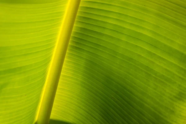 Bananenblad Groene Achtergrond Muur Bladeren Textuur Lijn Plant Vers Patroon — Stockfoto