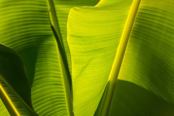 Hoja Plátano Fondo Verde Pared Hojas Textura Línea Planta Fresco — Foto de Stock