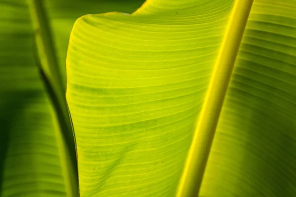 Hoja Plátano Fondo Verde Pared Hojas Textura Línea Planta Fresco — Foto de Stock