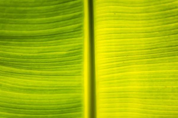 Bananblad Grön Bakgrund Vägg Löv Konsistens Linje Växt Färska Mönster — Stockfoto